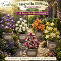Magnolia liliiflora (Purple Orchids) Bulbs 🌸 Buy 4 Get 4 Free Bulbs🌸